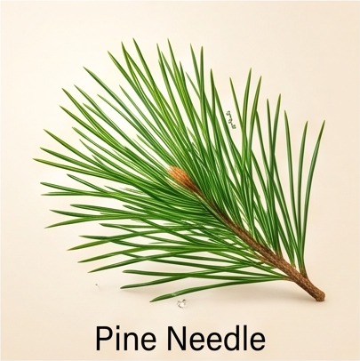 Pine Needle