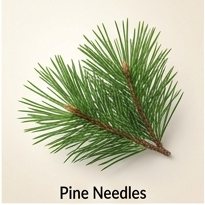 Pine Needles