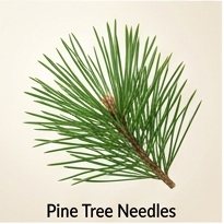 Pine Tree Needles