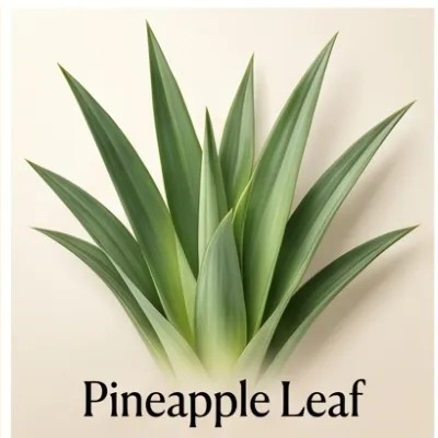 Pineapple Leaf