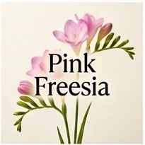 Pink Freesia