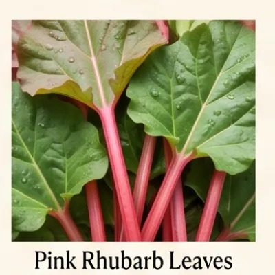 Pink Rhubarb Leaves