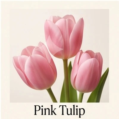 Pink Tulip