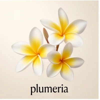 plumeria