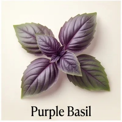 Purple Basil
