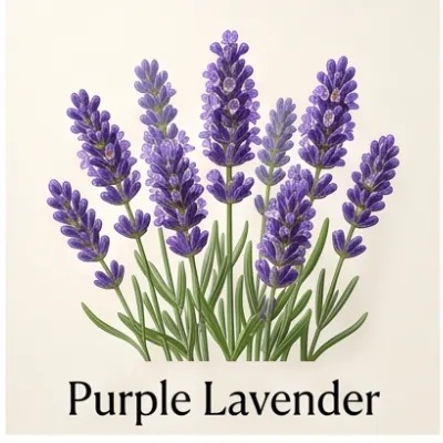 Purple Lavender
