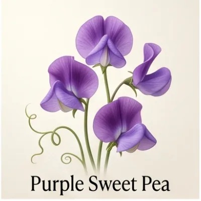 Purple Sweet Pea