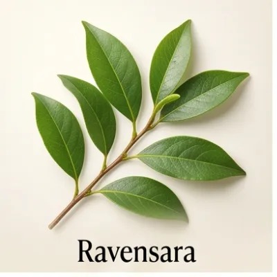 Ravensara