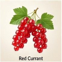 Red Currant