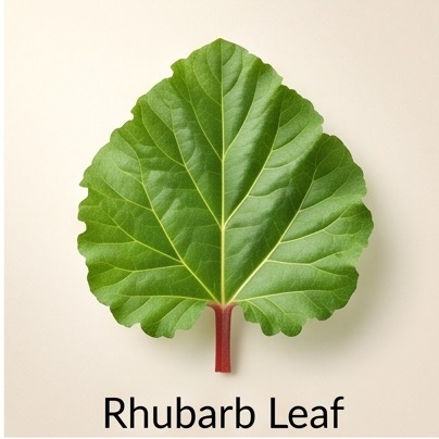 Rhubarb Leaf
