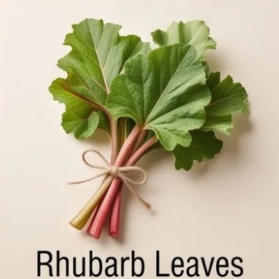 Rhubarb Leaves