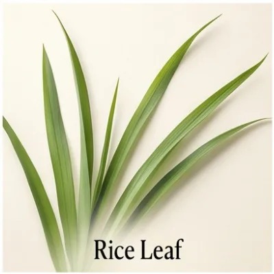 Rice Leaf
