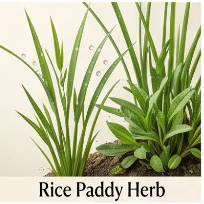 Rice Paddy Herb