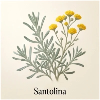 Santolina