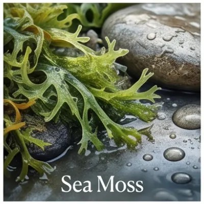 Sea Moss
