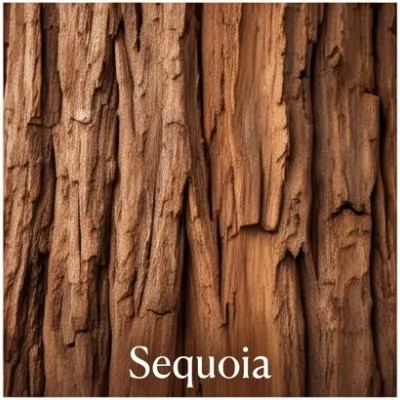 Sequoia