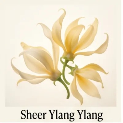 Sheer Ylang Ylang