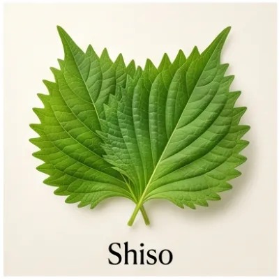 Shiso