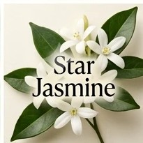 Star Jasmine