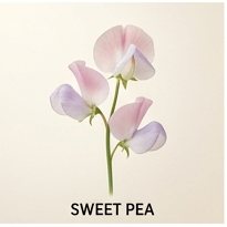 Sweet Pea (soliflore)