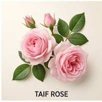 Taif Rose