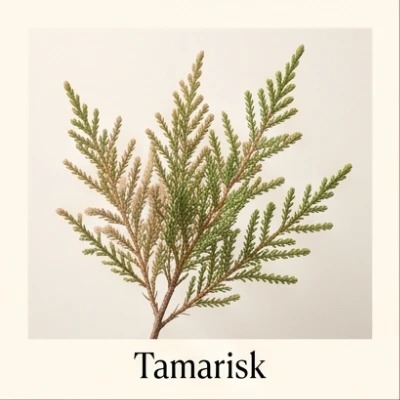 Tamarisk