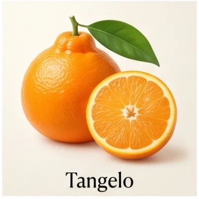 Tangelo