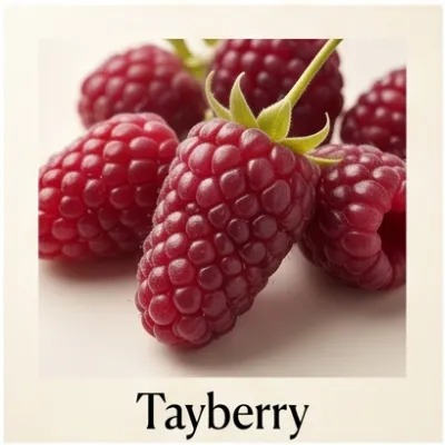Tayberry