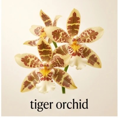 tiger orchid
