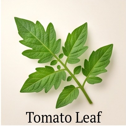 Tomato Leaf
