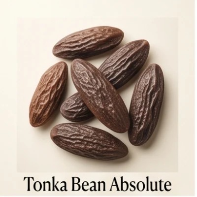 Tonka Bean Absolute