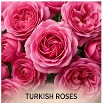 Turkish Rose (overdose)