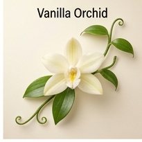 Vanilla Orchid