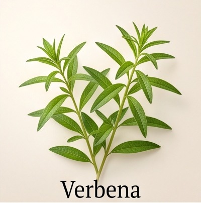Verbena