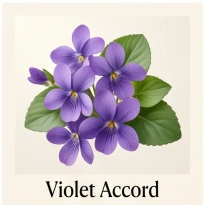 Violet Accord