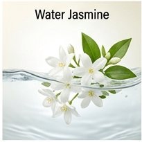 Water Jasmine