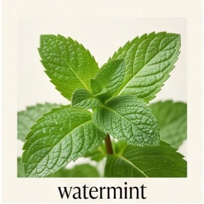 watermint