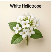 White Heliotrope