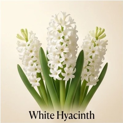 White Hyacinth
