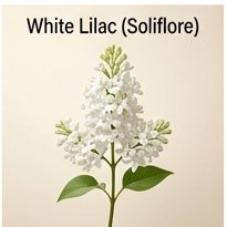 White Lilac (soliflore)