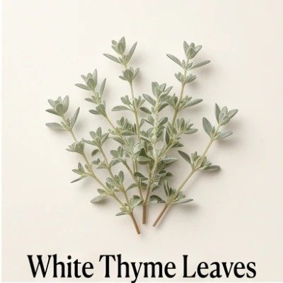 White Thyme Leaves