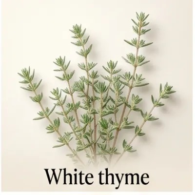 White Thyme