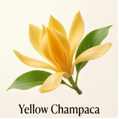 Yellow Champaca