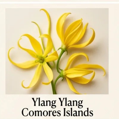 Ylang Ylang Comores Islands
