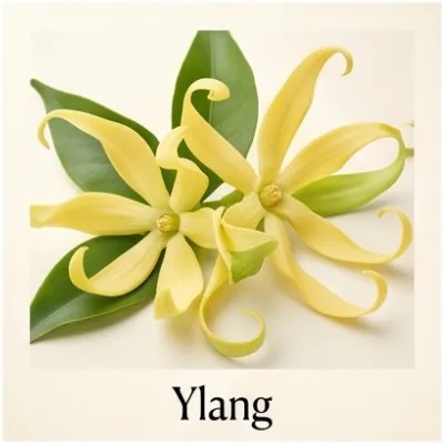 Ylang