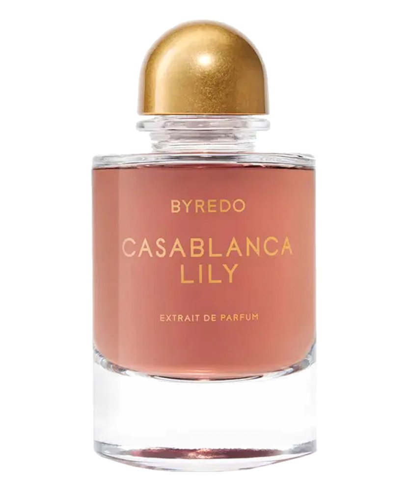 Casablanca Lily