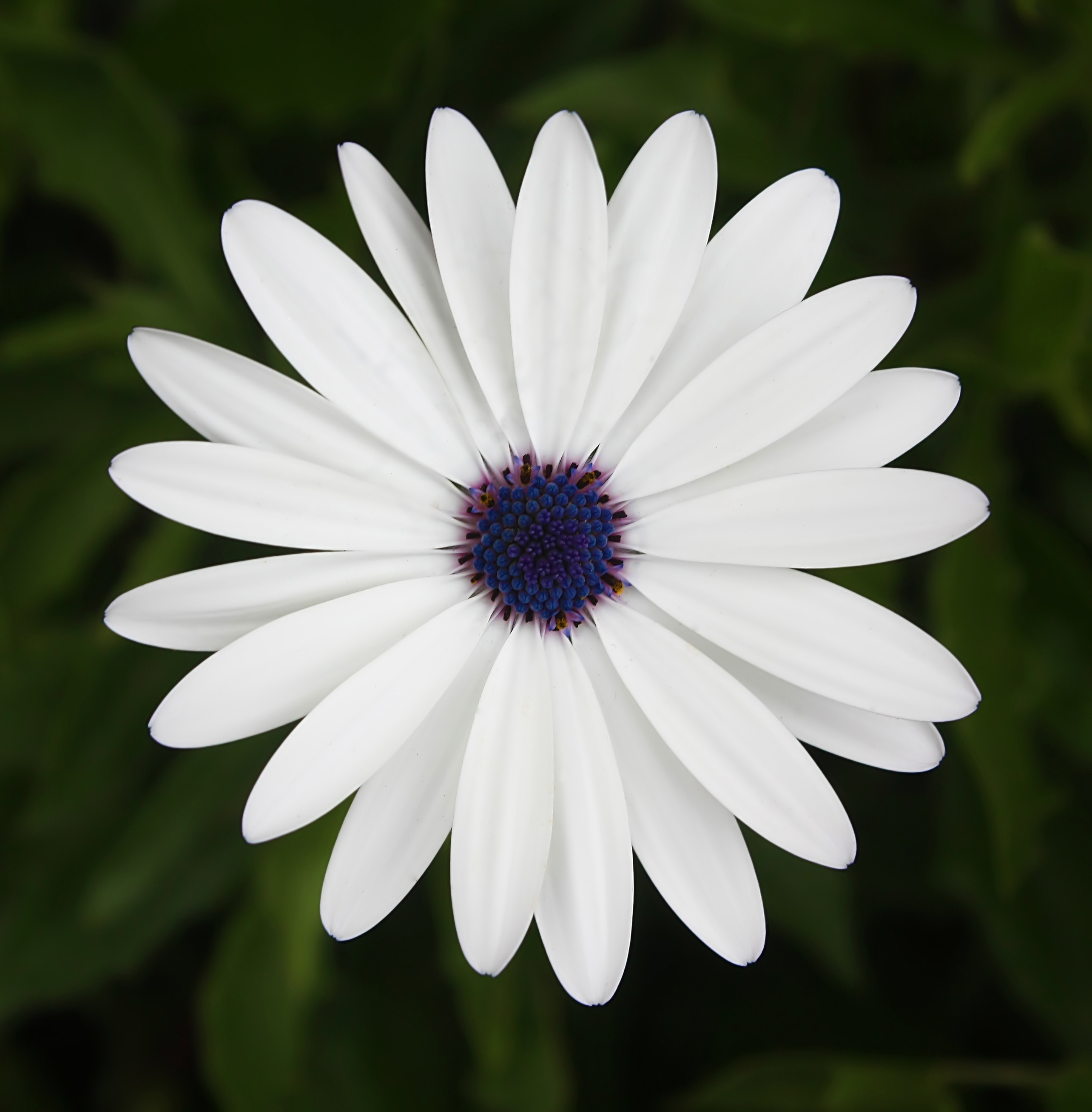 Daisy